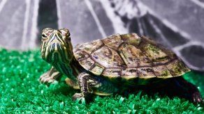 ¿Cómo diseñar un terrario para tu tortuga?
