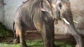 McCartney pide liberación de un elefante encadenado en La India