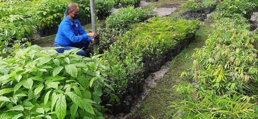Plantones en el vivero forestal&nbsp; de David.