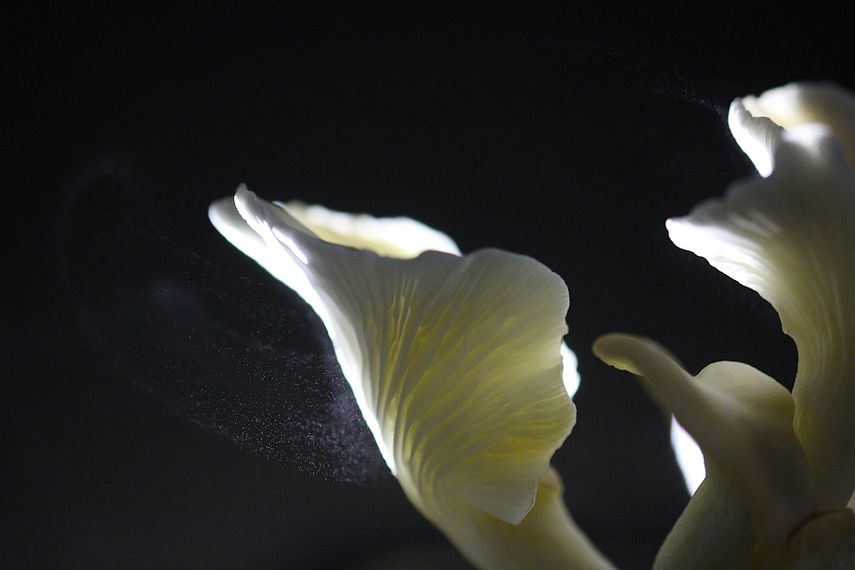 SENACYT premia a los ganadores del Concurso Nacional de Fotografía&nbsp;