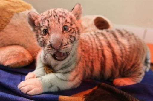 Video: Presentan en Perú primer tigre blanco nacido en cautiverio