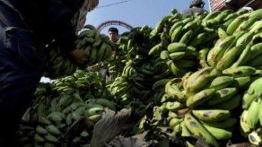 Colombia exportará a China 40 millones de dólares anuales en banano