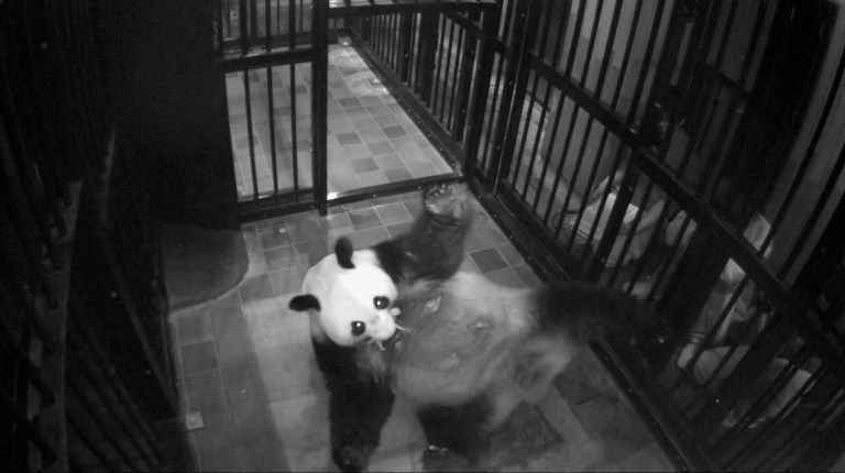 El bebé panda nacido el lunes en Japón goza de buena salud