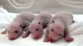 Pandas trillizos nacen en China