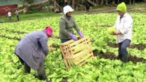 Del puente pa allá - Cosecha de Lechuga