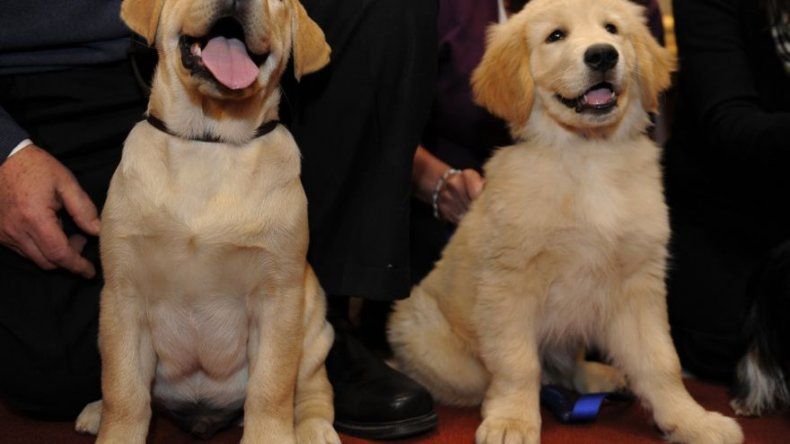 El Labrador Retriever es el líder de la manada