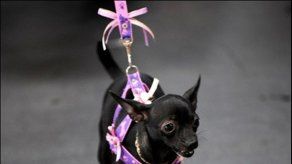 Mucha gente dice que se comunica con sus mascotas