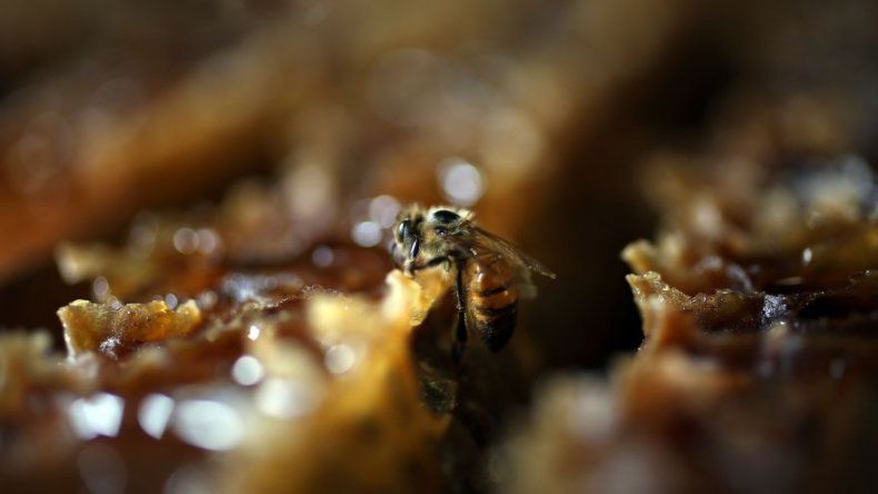 Las abejas de Sudáfrica, amenazadas de desaparición