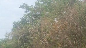 Accidente de tránsito entre  diablo rojo y una mula en Loma Cová