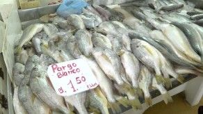 Reportan bajas ventas en el Mercado de Mariscos