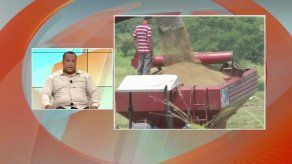 Productor denuncia falta de información sobre importación de arroz