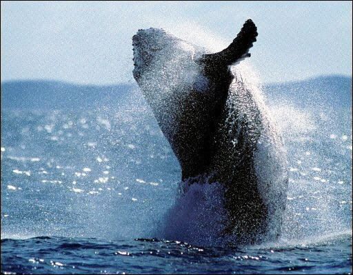 Lanza investigación sobre mamíferos marinos sin matarlos