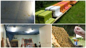 Hospital descubre miles de abejas; goteaba miel del techo