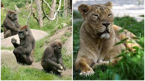 Los síntomas detectados hasta ahora en gorilas y leones son la pérdida de energía y apetito, una tos leve en algunos casos.