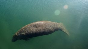 Se calcula que hay unos 8.800 manatíes en aguas de Florida. Se trata de una gran mejora con respecto a los aproximadamente 2.000 animales que había en la década de 1990.