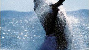 Lanza investigación sobre mamíferos marinos sin matarlos