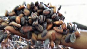 Cacao puro que se inhala