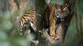 Tigre en peligro de extinción mata a agricultor