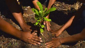 El Canal de Panamá reforestará unas 4