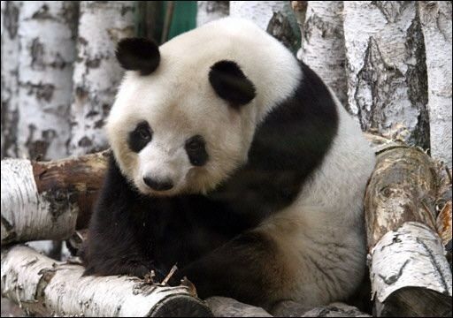 Científicos quieren descifrar el genoma del panda