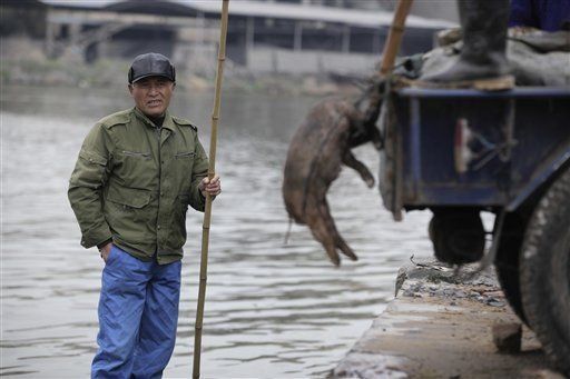 Cerdos muertos en China ya suman 12.566
