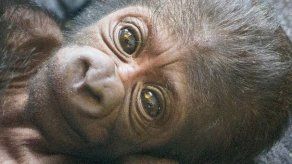 Gorila da a luz con ayuda de médicos en zoo de Filadelfia