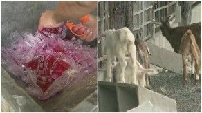Cierran locales en Río Abajo por no cumplir con normas sanitarias
