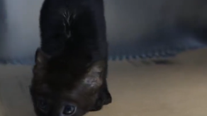 MiAmbiente atiende cría de yaguarundí MiAmbiente atiende cría de yaguarundí