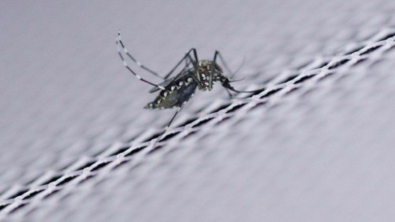Casos de dengue, zika y chikungunya en Honduras disminuyen un 94 % este año