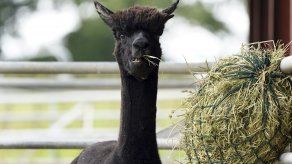 La dueña de la alpaca, Helen Macdonald, argumentó que las pruebas eran falsos positivos y luchó por una tercera prueba, pero a principios de este mes un juez superior rechazó su solicitud para detener la orden de muerte y reabrir el caso.