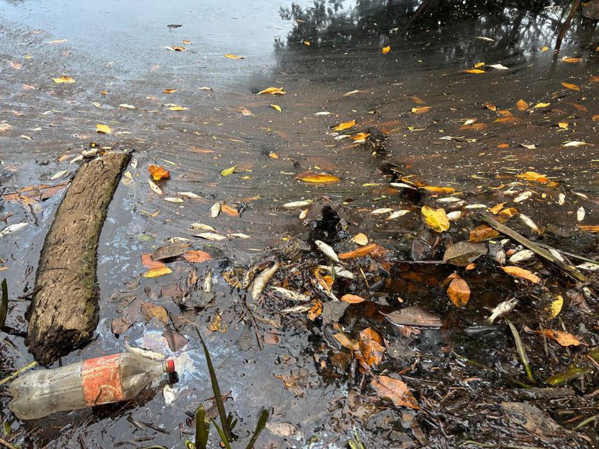 Muerte masiva de peces en el estero de Alanje.