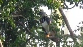 Águila Harpía es vista en Llanos de Curundú