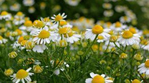 Cultiva plantas curativas en casa