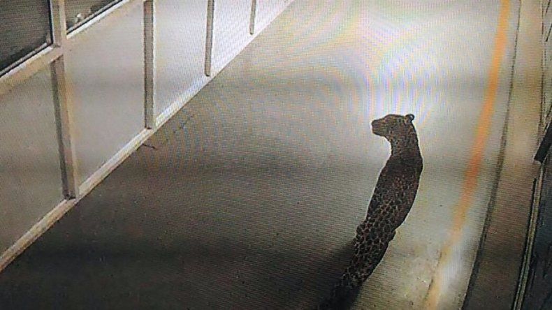 Capturan a un leopardo en una fábrica de India tras 36 horas de búsqueda