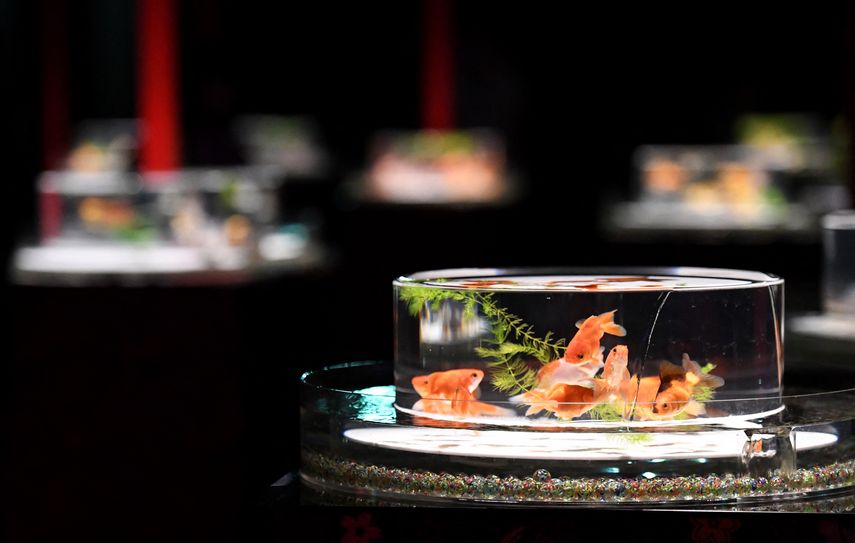 En esta Feria Expo Acuario 2022