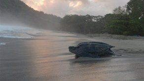 Retornan las tortugas gigantes al Caribe