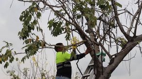 Alcaldía de Panamá inicia el programa de arborización con la captación de semillas