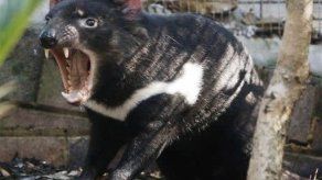 Los demonios de Tasmania evolucionan para resistir un cáncer que los aqueja