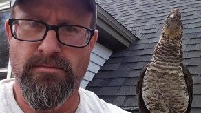 Walter es un grévol engolado.