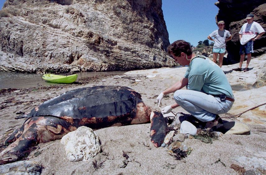 Tortuga laúd en una playa de California años atrás.