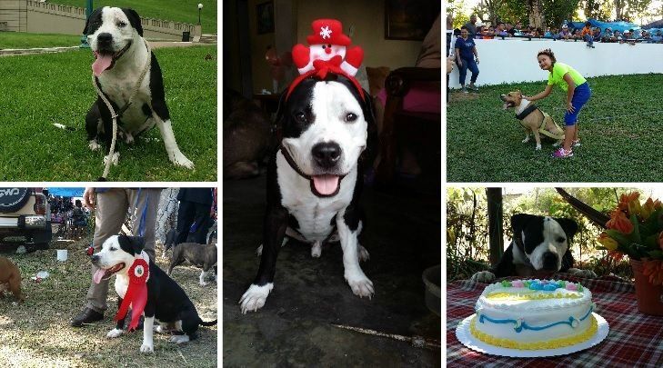 Agresividad en los Pitbull, ¿mito o realidad?