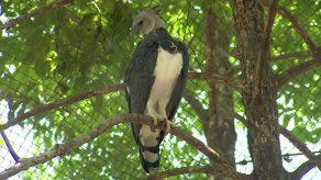 Águila Panamá recibe visita masiva en el Festi Harpía 2017