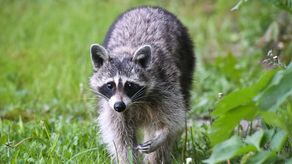 Bajo la ley de Dakota del Norte es ilegal tener un mapache salvaje.