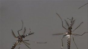 Panamá planea usar mosquitos transgénicos para combatir el dengue