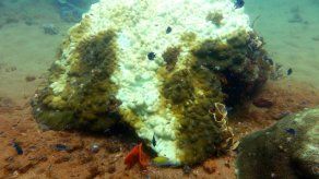 El aumento de temperatura en aguas blanquea corales centenarios en Australia