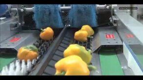 Ají pimentón cultivado en Chiriquí se prepara para el mercado EEUU