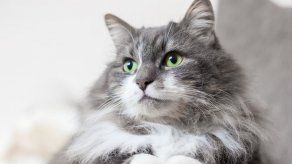 Top 10 de los mejores nombres para gatas