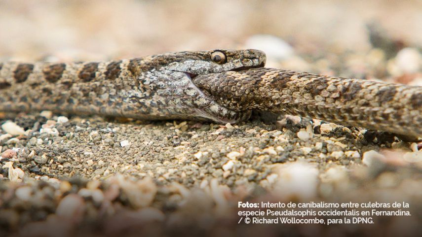 En muestras de heces encontraron dientes y fragmentos de piel que confirman el comportamiento de canibalismo entre las culebras.