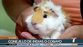 TR Verde: Conejillo de indias o cobayo