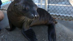 Algunos animales también tienen sentido rítmico de la música